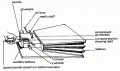 Wheatstone